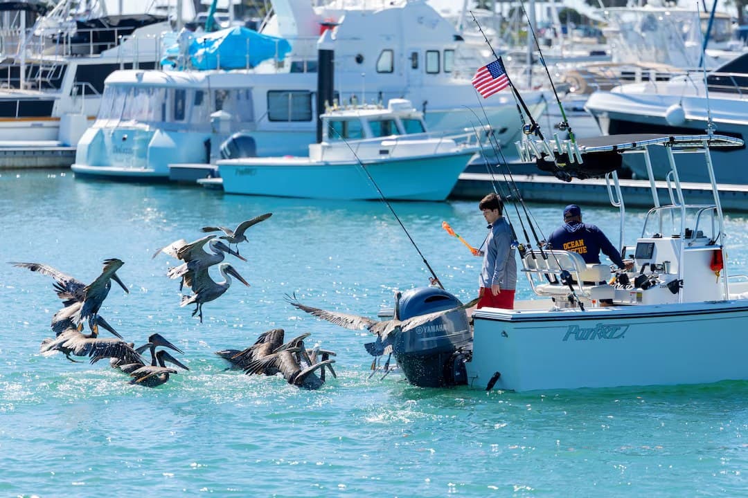 Brown pelicans flying low over the water beside a white sportfishing boat as it returns to a crowded marina.