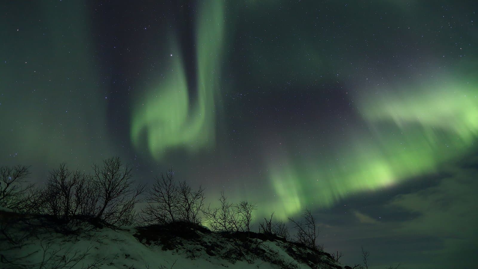 Green aurora borealis curtains swirling above snowy, bare-branched shrubs in Abisko National Park, Sweden, under a dark sky.