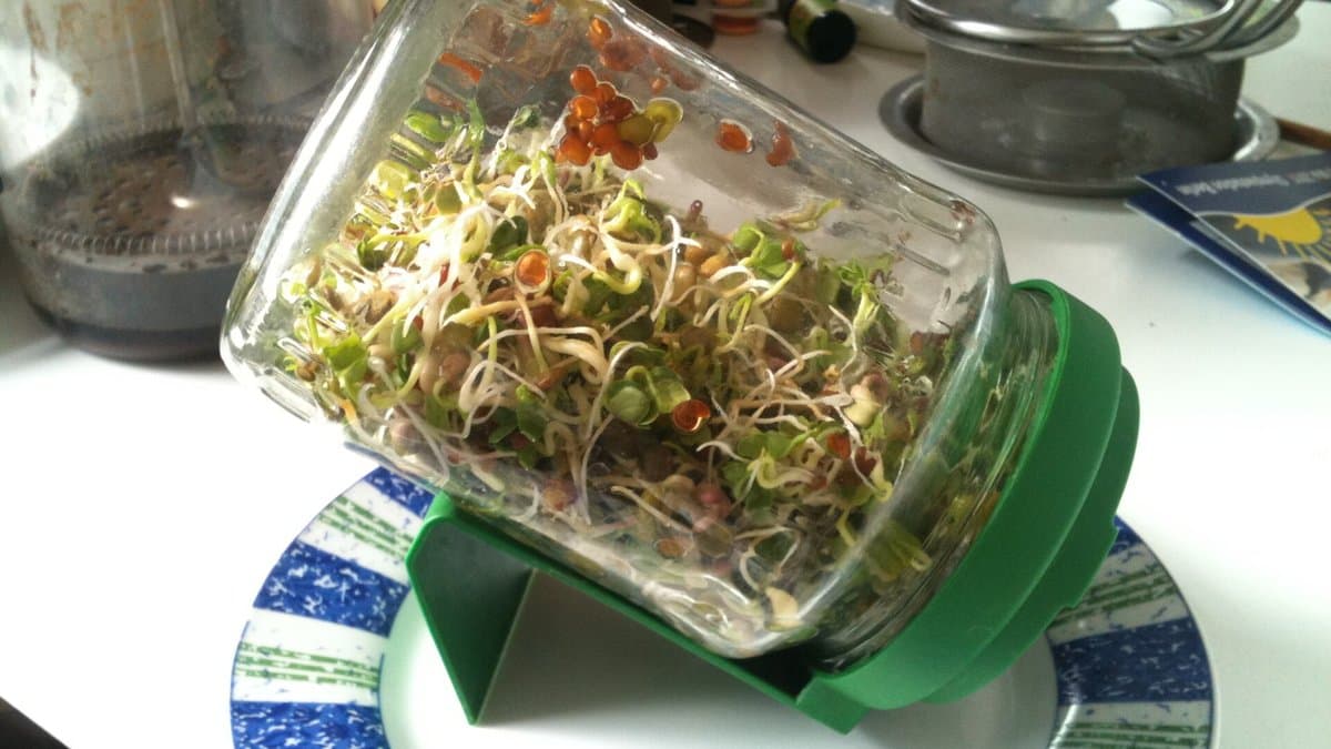 A glass sprouting jar tipped on its side on a green stand, filled with tangled young sprouts and seeds.