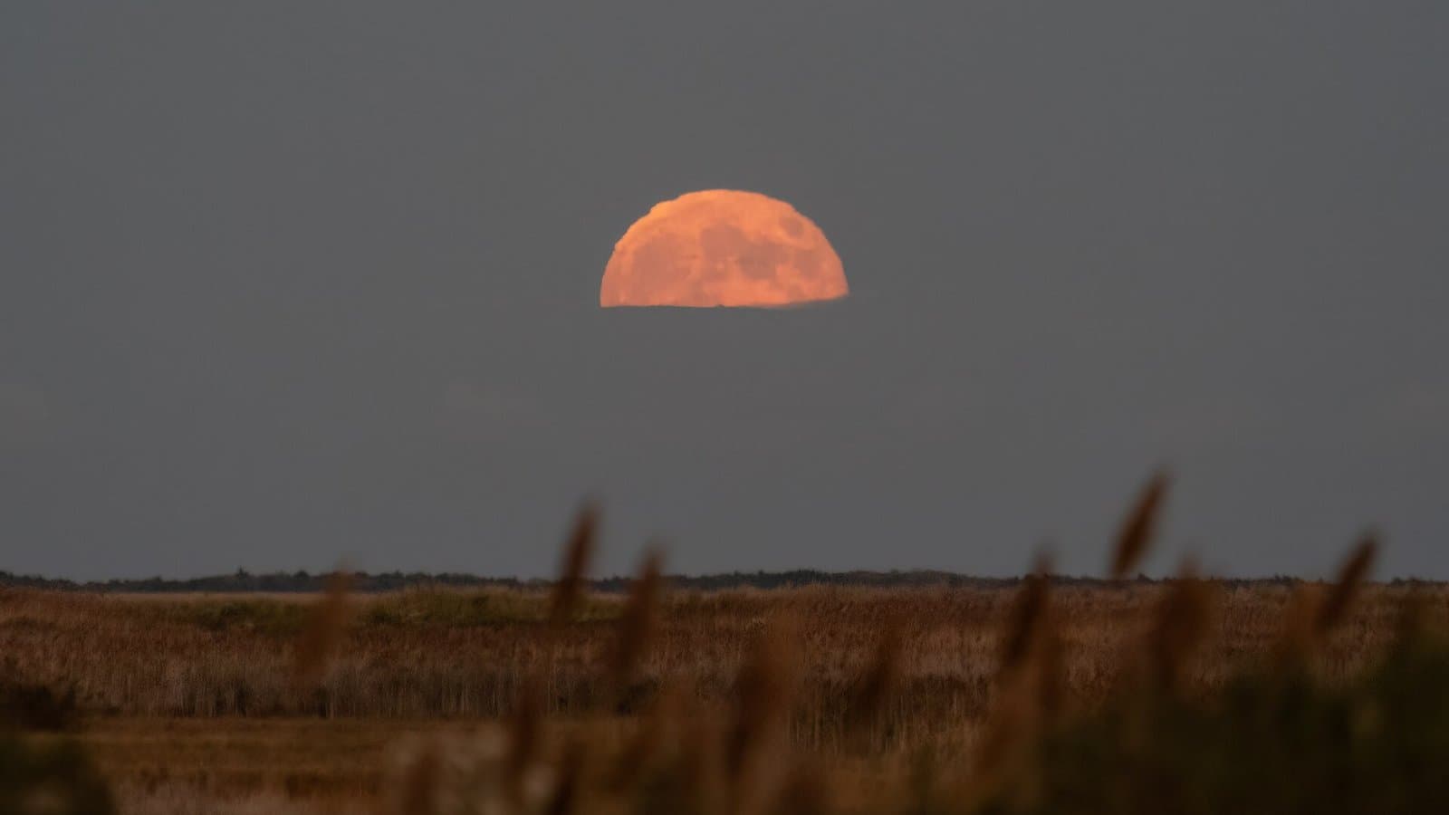 A large orange full Moon partly hidden by gray clouds, rising above a flat marsh with tall grasses in silhouette.