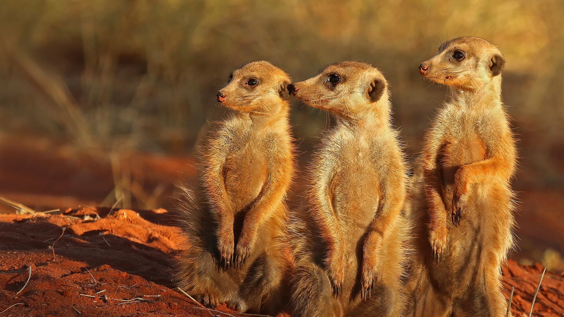Three meerkats standing upright side by side on red Kalahari sand in warm evening light, two of them nose to nose.