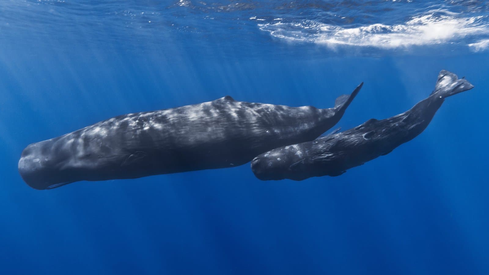 A large sperm whale and a smaller calf glide side by side through bright blue water just below the ocean surface.