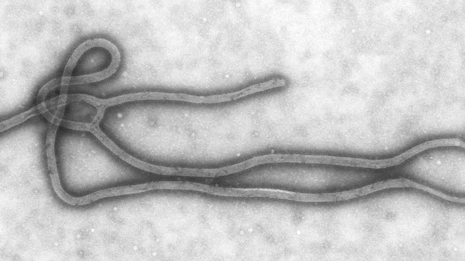 A black-and-white electron microscope image showing a long, thread-like Ebola virus particle curled into a loop at one end.
