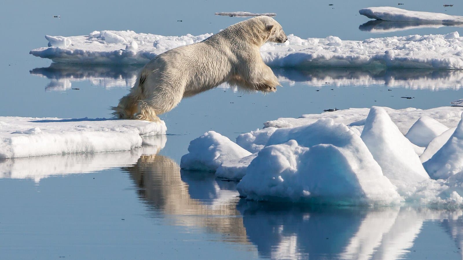 A polar bear leaping from one ice floe to another across calm blue Arctic water, with its reflection visible below.